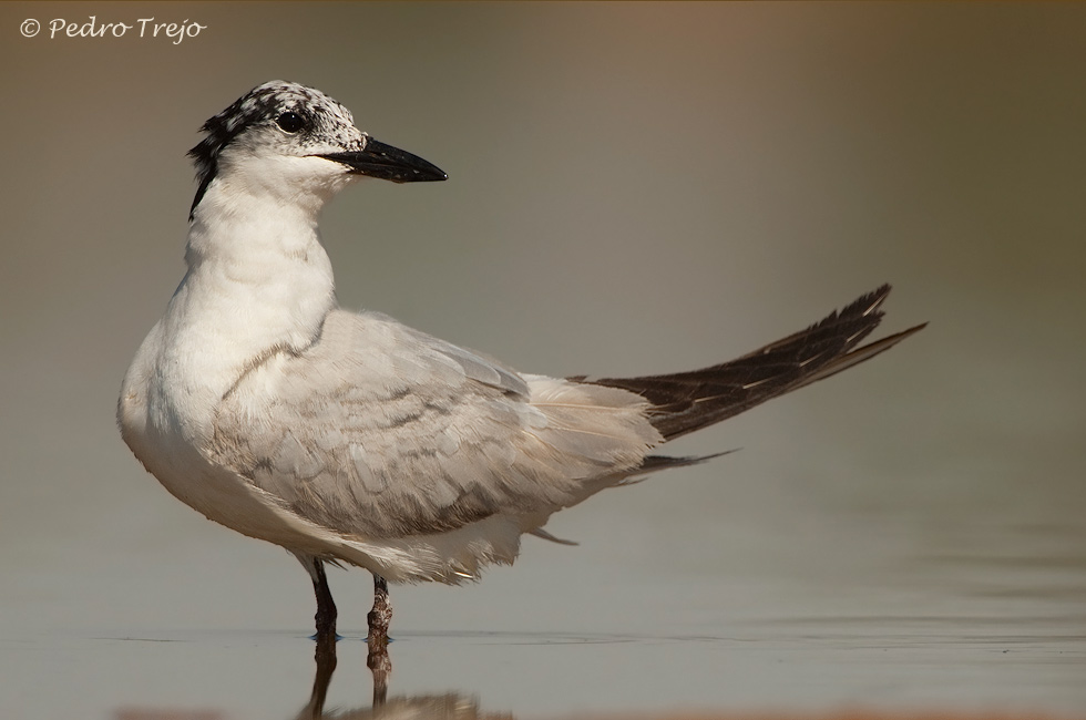 Charran patinegro (Sterna sandvicensis)